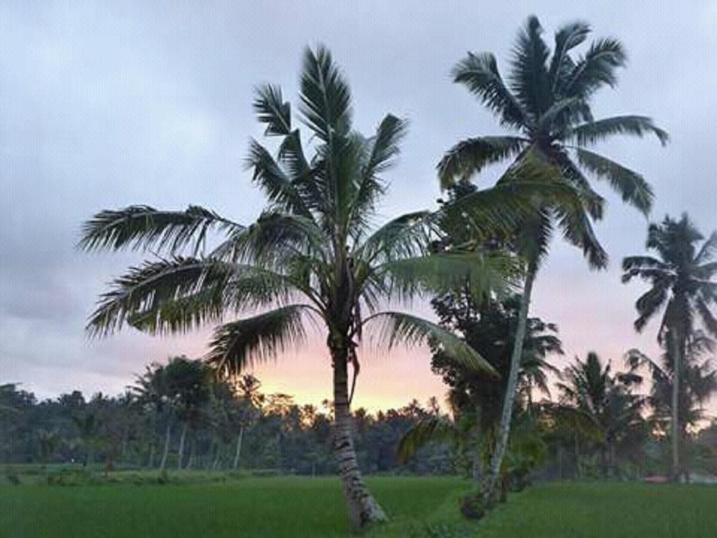 Tereng Wilis Bungalows Тетебату Экстерьер фото